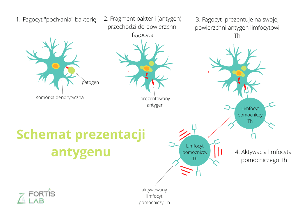 Układ Odpornościowy Czym Jest Jak Działa Fortis Lab 4817